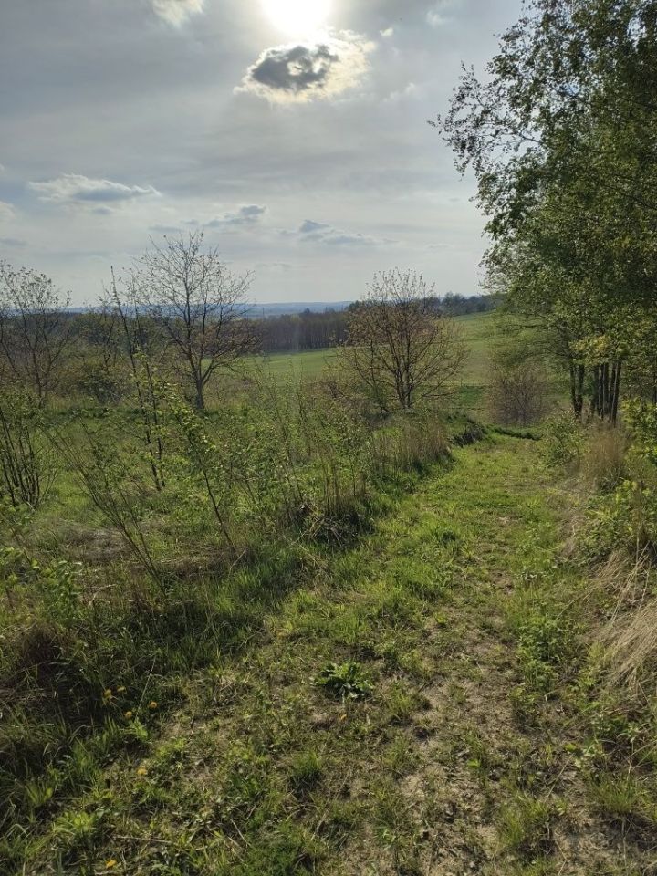 Działka rolna Kielanówka. Zdjęcie 4