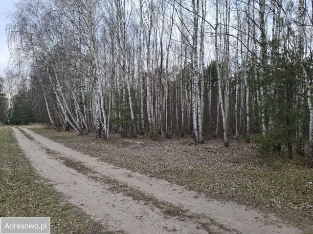 Działka leśna Zborów. Zdjęcie 1