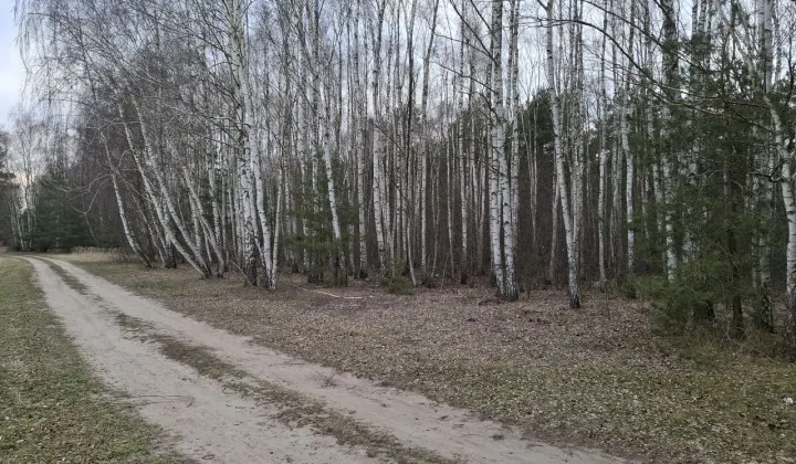 Działka leśna Zborów