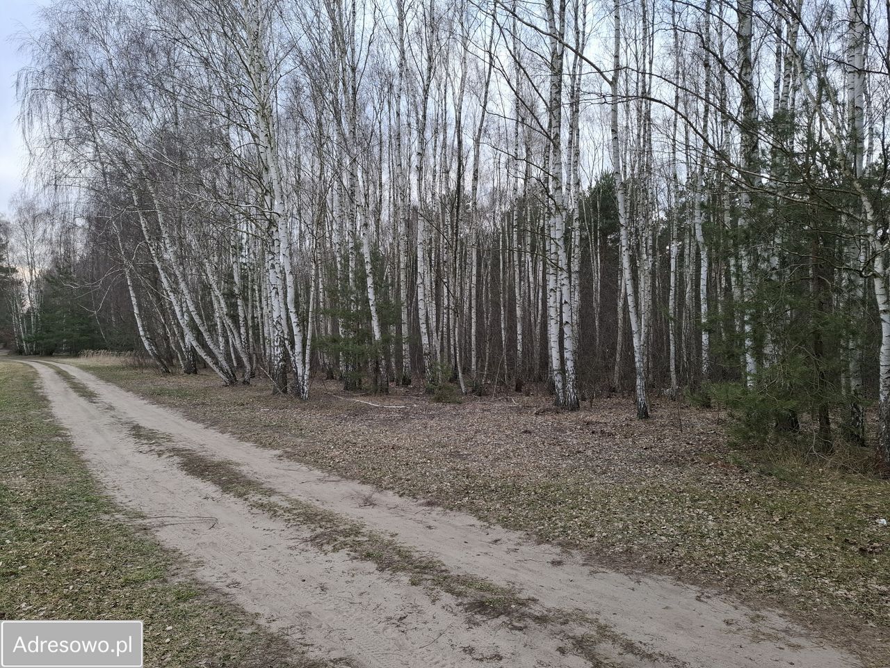 Działka leśna Zborów