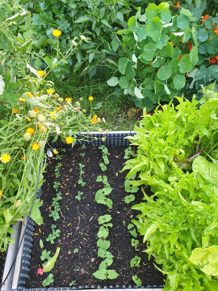 Działka rod Szczecin Śródmieście, ul. Marynarska. Zdjęcie 9