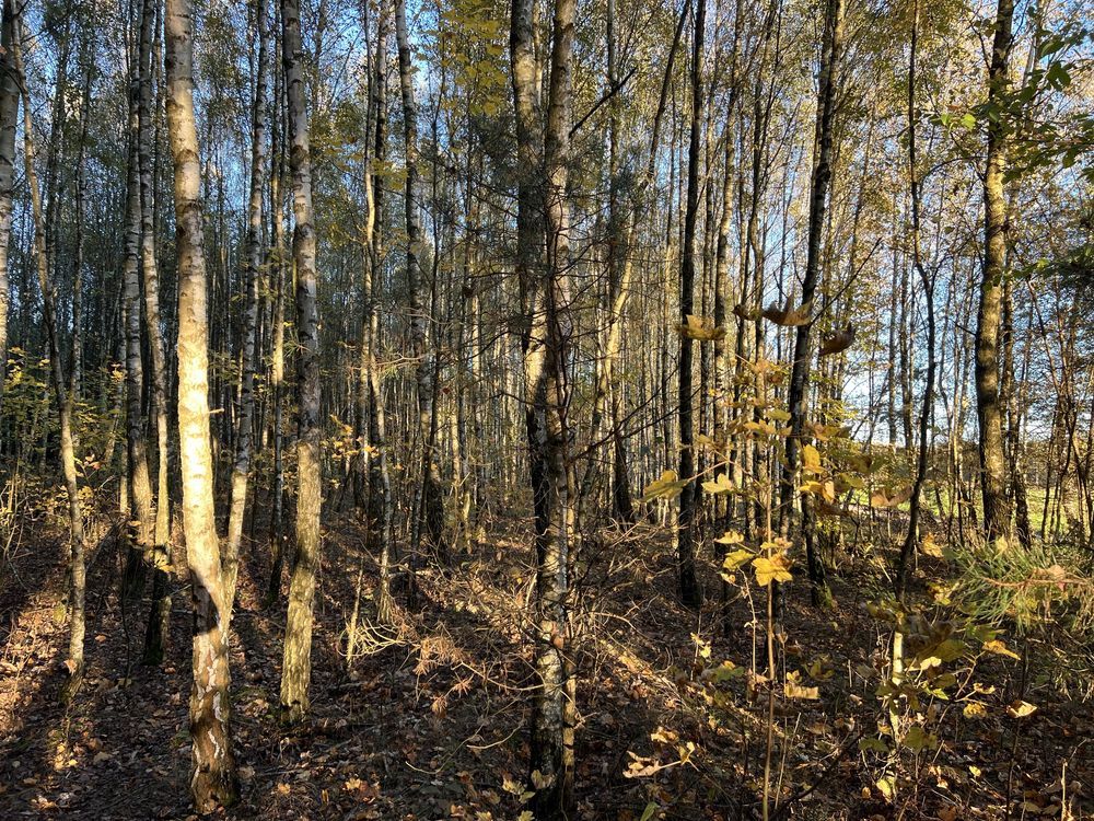 Działka leśna Marianka. Zdjęcie 6