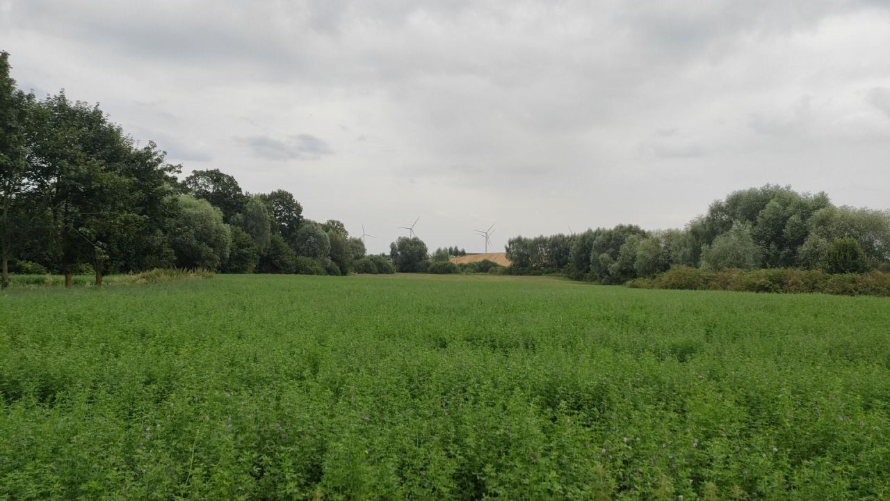 Działka siedliskowa Zielnowo. Zdjęcie 3