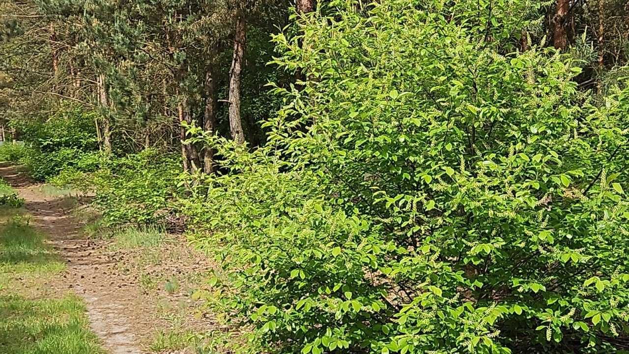 Działka budowlana Kadłubówka. Zdjęcie 2