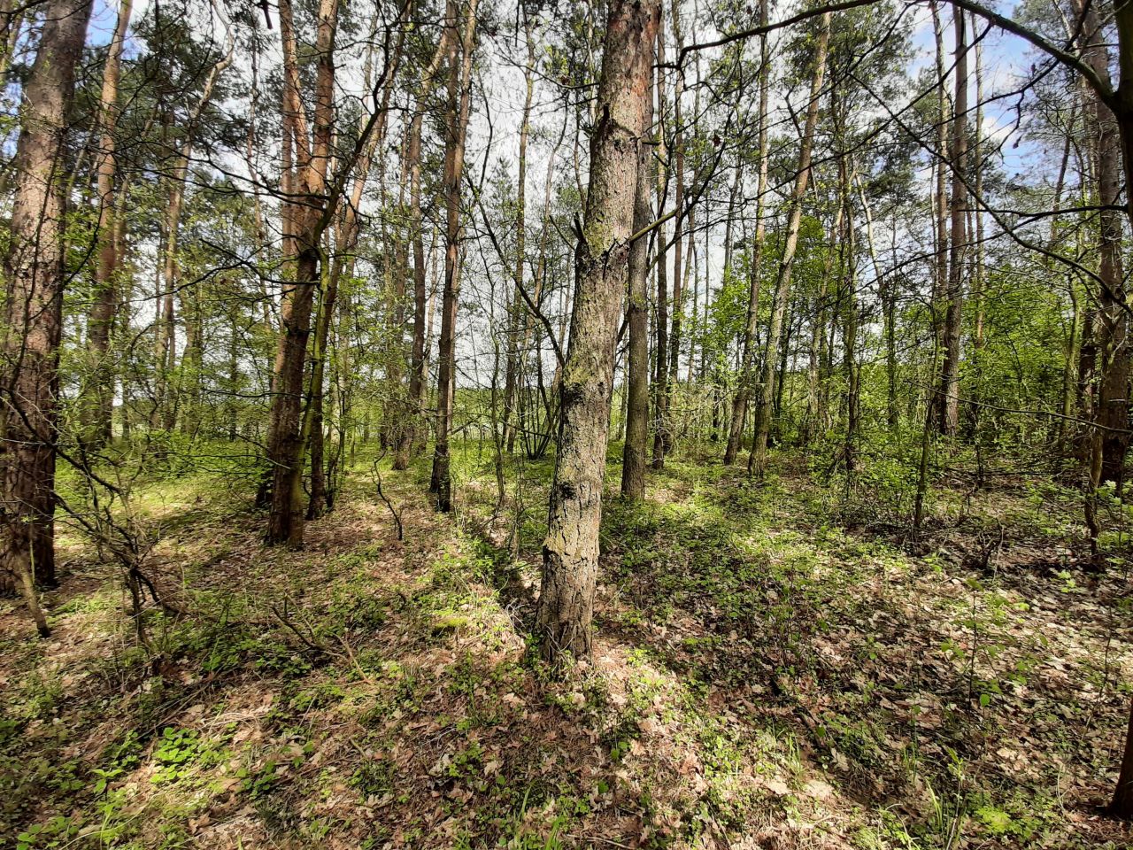 Działka rolna Popielżyn-Zawady. Zdjęcie 2