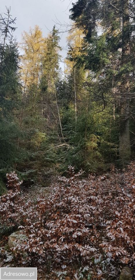 Działka leśna Milówka. Zdjęcie 4