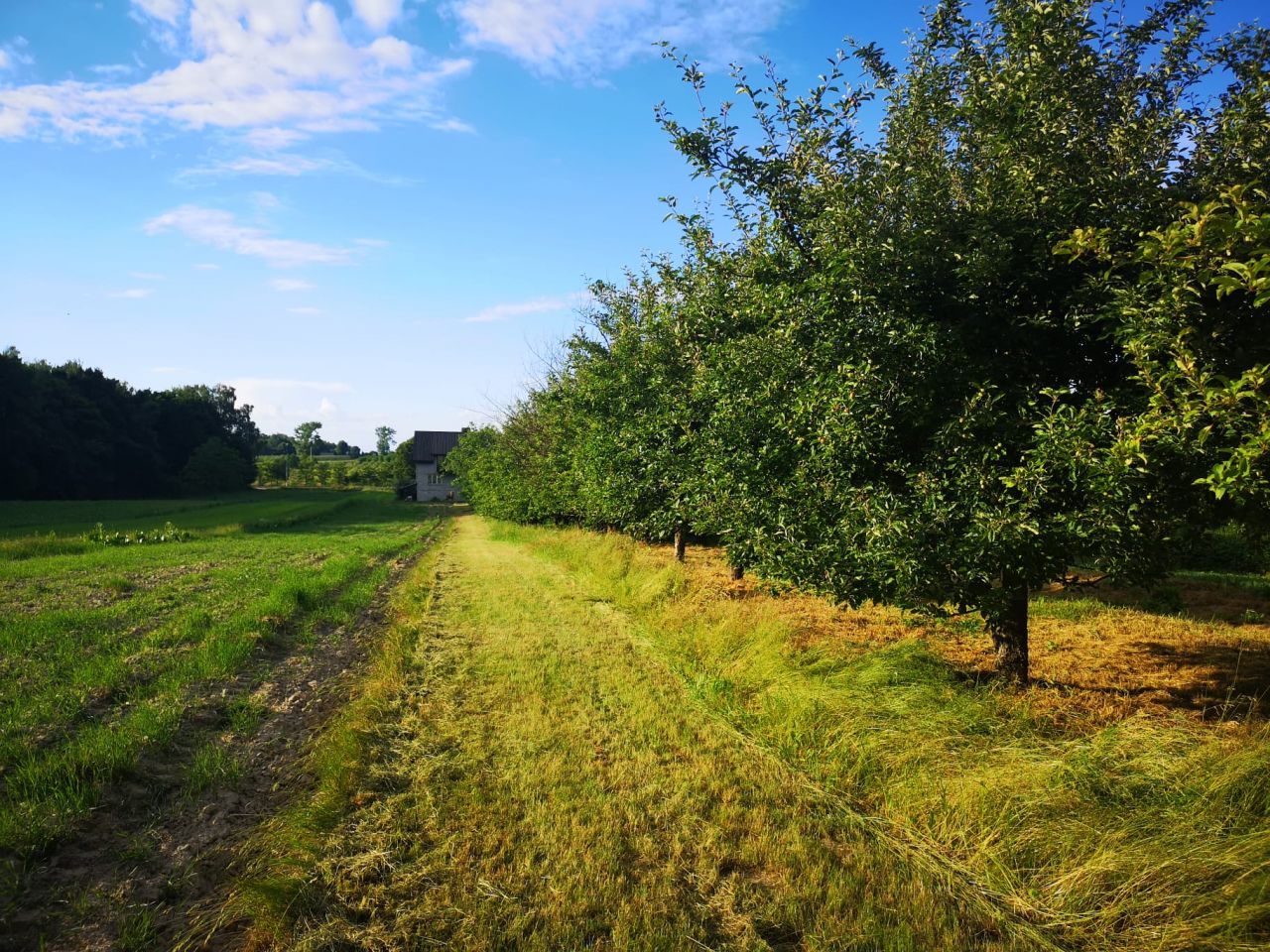 dom wolnostojący, 5 pokoi Antonówka. Zdjęcie 10