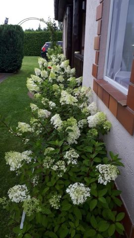 dom, 4 pokoje Oświno. Zdjęcie 17