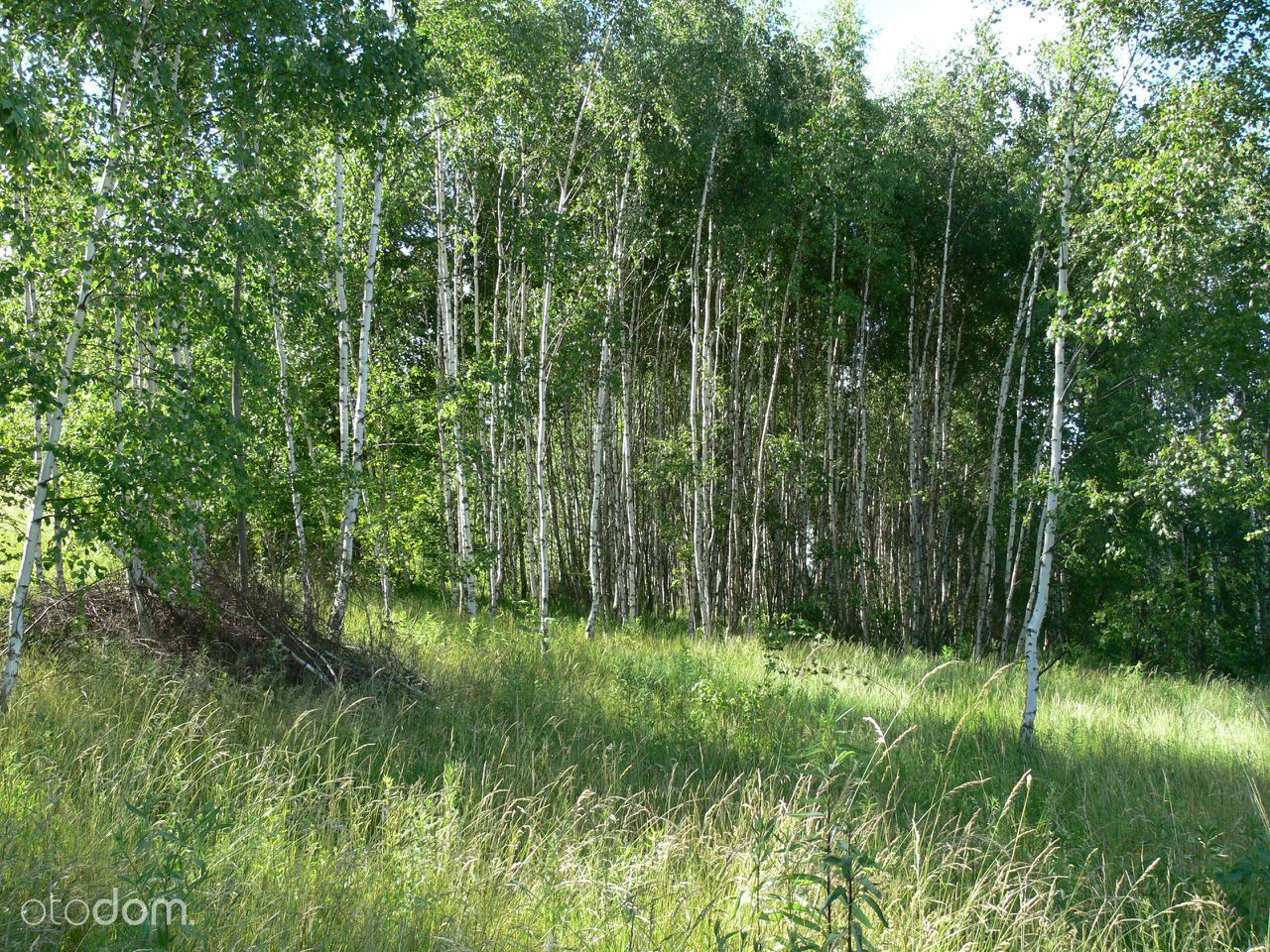 Działka rolna Siedlęcin. Zdjęcie 7