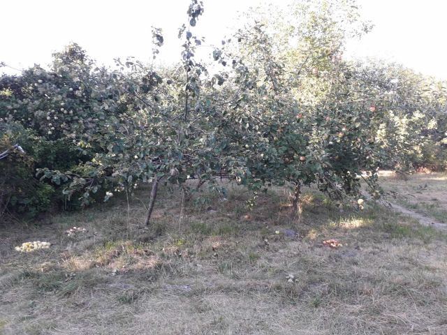 Działka rekreacyjna Lublin, ul. Działkowa. Zdjęcie 1