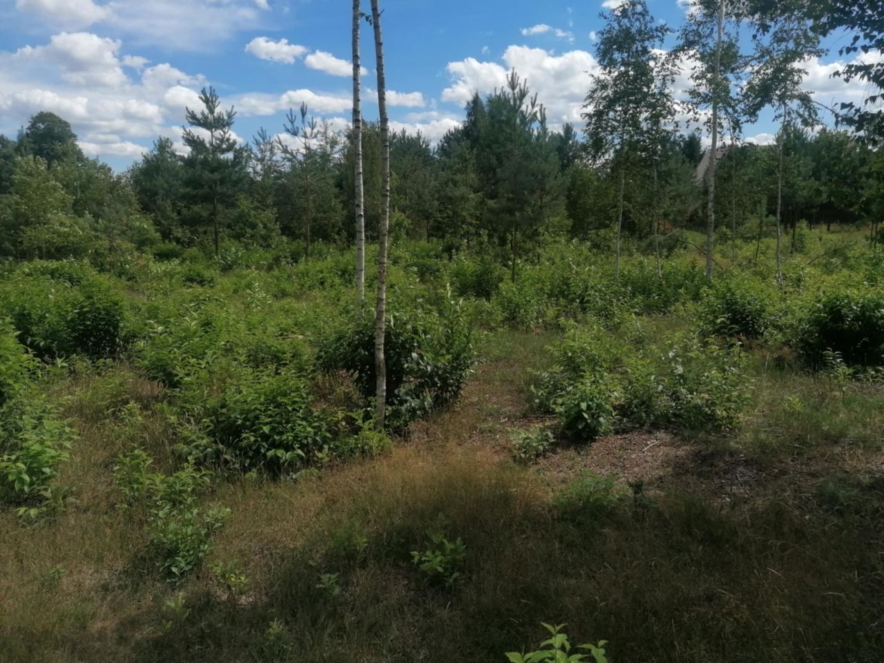 Działka budowlana Klwatka Królewska Figielów. Zdjęcie 2