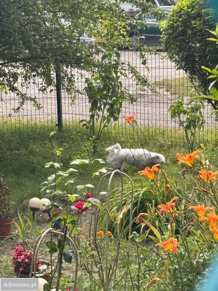 Mieszkanie 3-pokojowe Osieck, ul. Warszawska. Zdjęcie 13