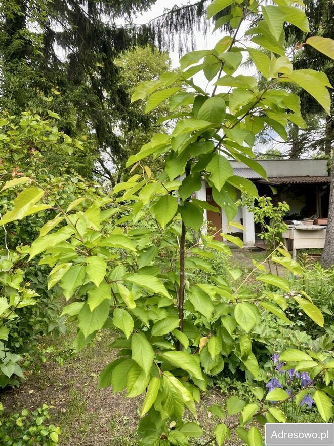 Działka rod Warszawa Zacisze, ul. Lewinowska. Zdjęcie 4