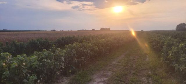 Działka rolno-budowlana Ignasin. Zdjęcie 2