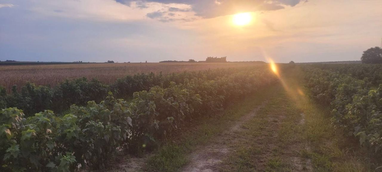 Działka rolno-budowlana Ignasin. Zdjęcie 2