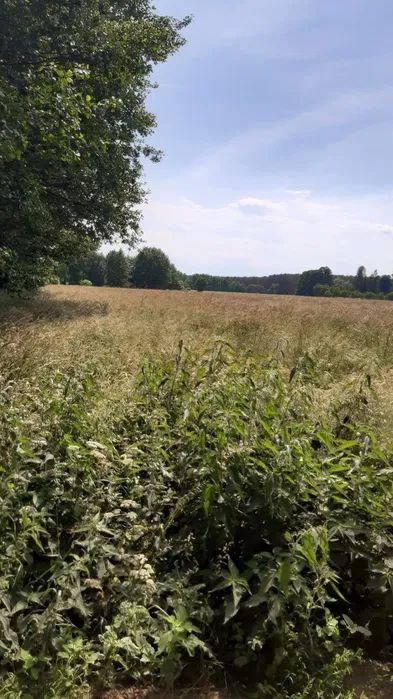 Działka rolna Nowe Jastrzębsko. Zdjęcie 2
