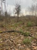 Działka leśna Mościcha. Zdjęcie 1