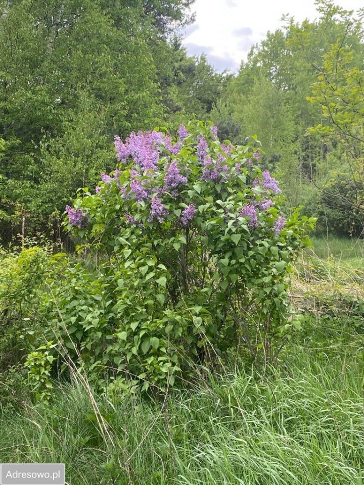 Działka budowlana Borowiec, ul. Księżnej Diany. Zdjęcie 7