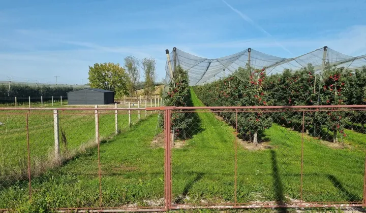 Działka budowlana Chynów, ul. Owocowa