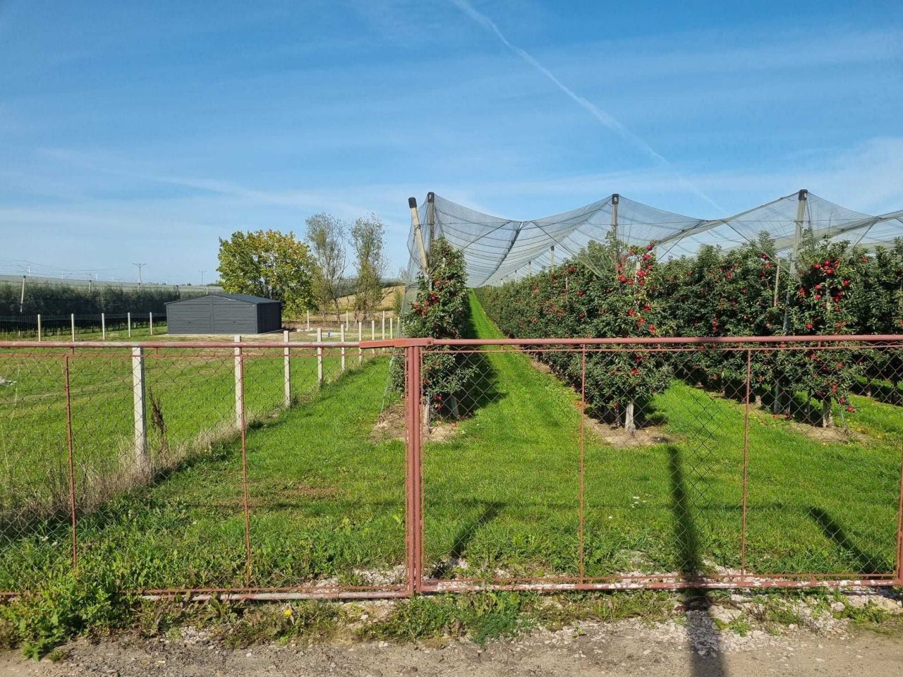 Działka budowlana Chynów, ul. Owocowa