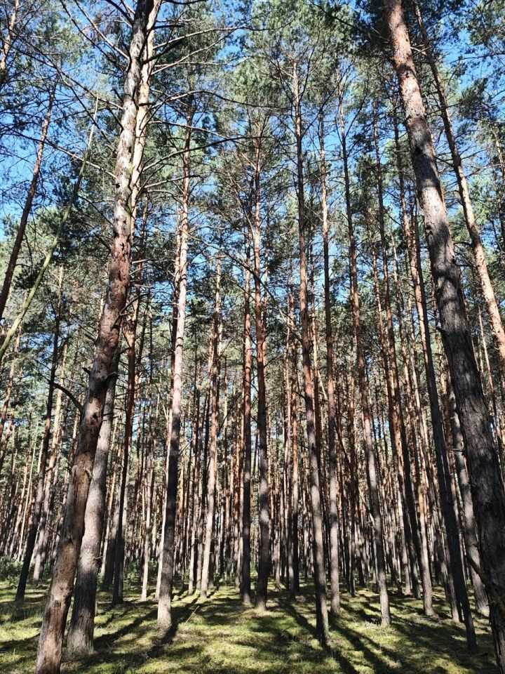 Działka leśna Wyszanów. Zdjęcie 2