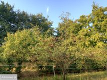 Działka rolna Chrosna. Zdjęcie 4