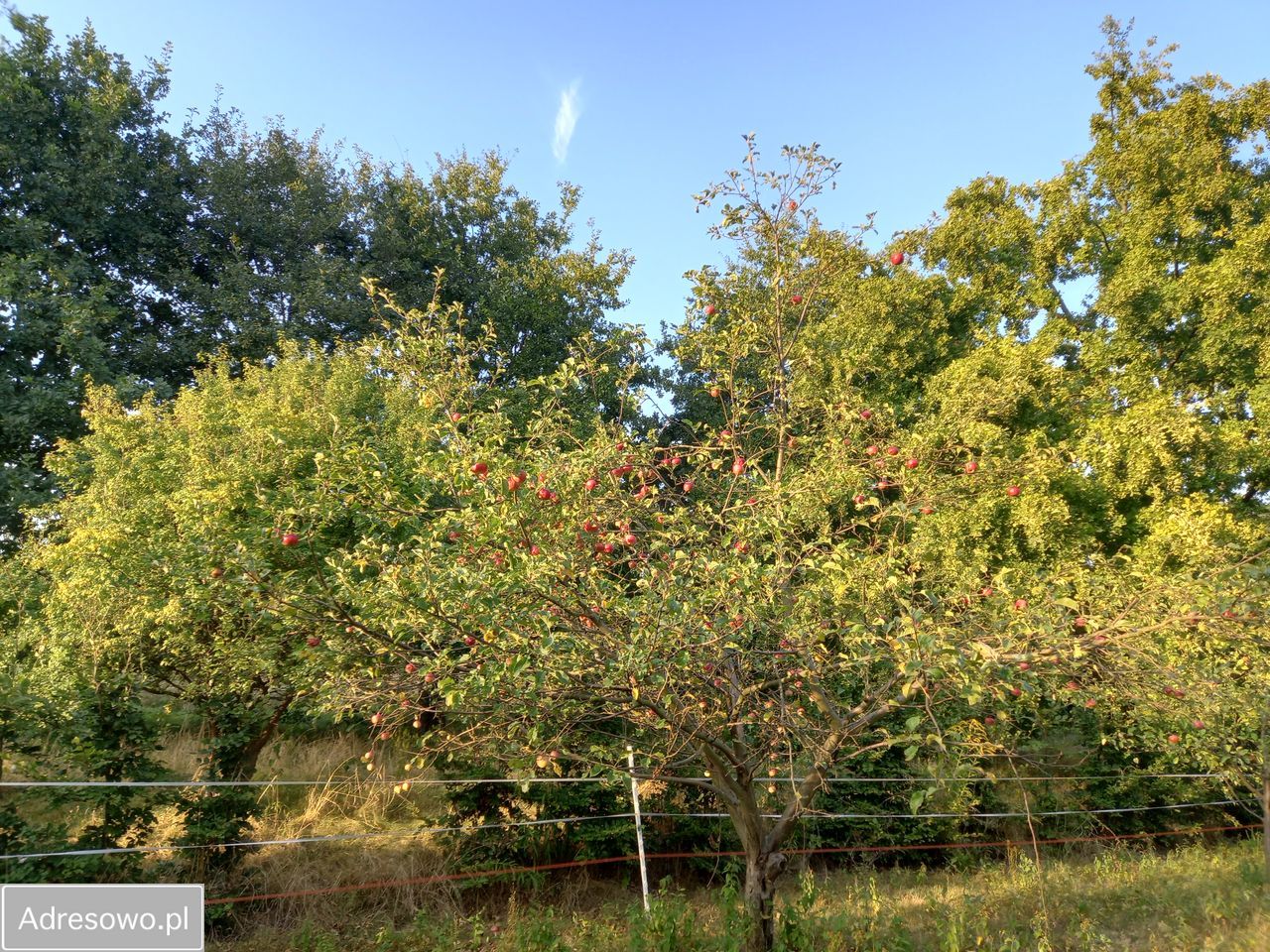 Działka rolna Chrosna. Zdjęcie 5