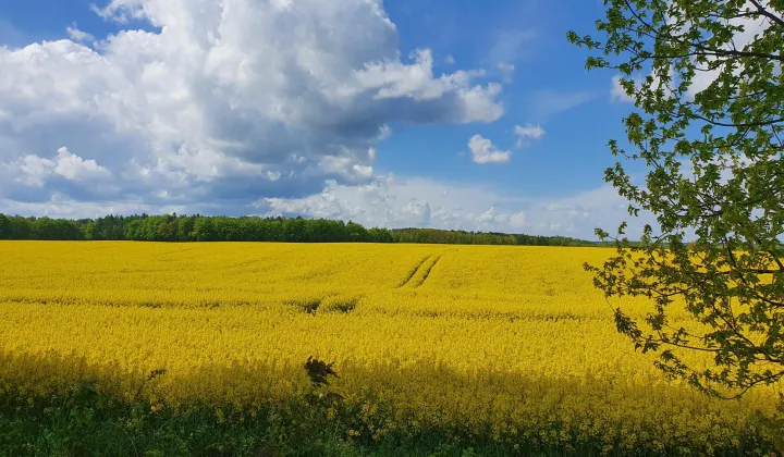 Działka rolna Łokciowe