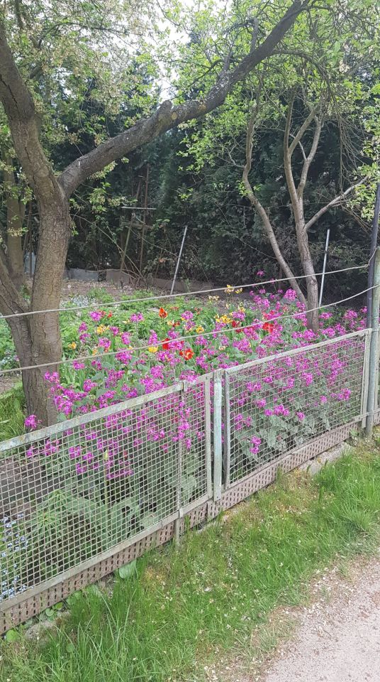 Działka rod Poznań Ławica, ul. Bukowska. Zdjęcie 7