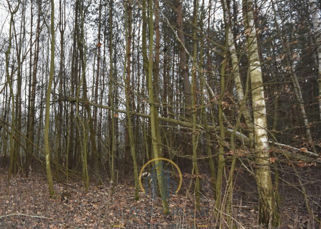 Działka leśna Jawidz. Zdjęcie 7