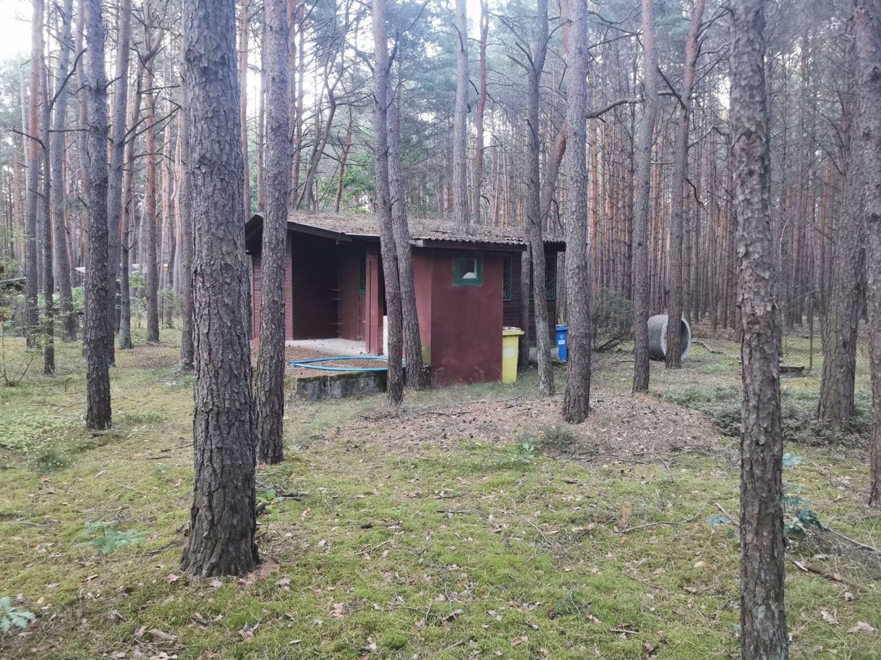 Działka leśna Rokitnica. Zdjęcie 6