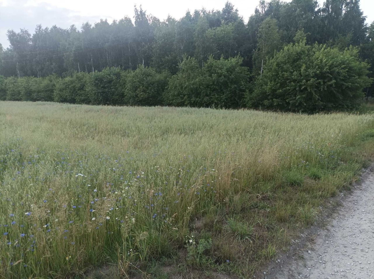 Działka rolna Szczawin Szczawin-Kolonia. Zdjęcie 3