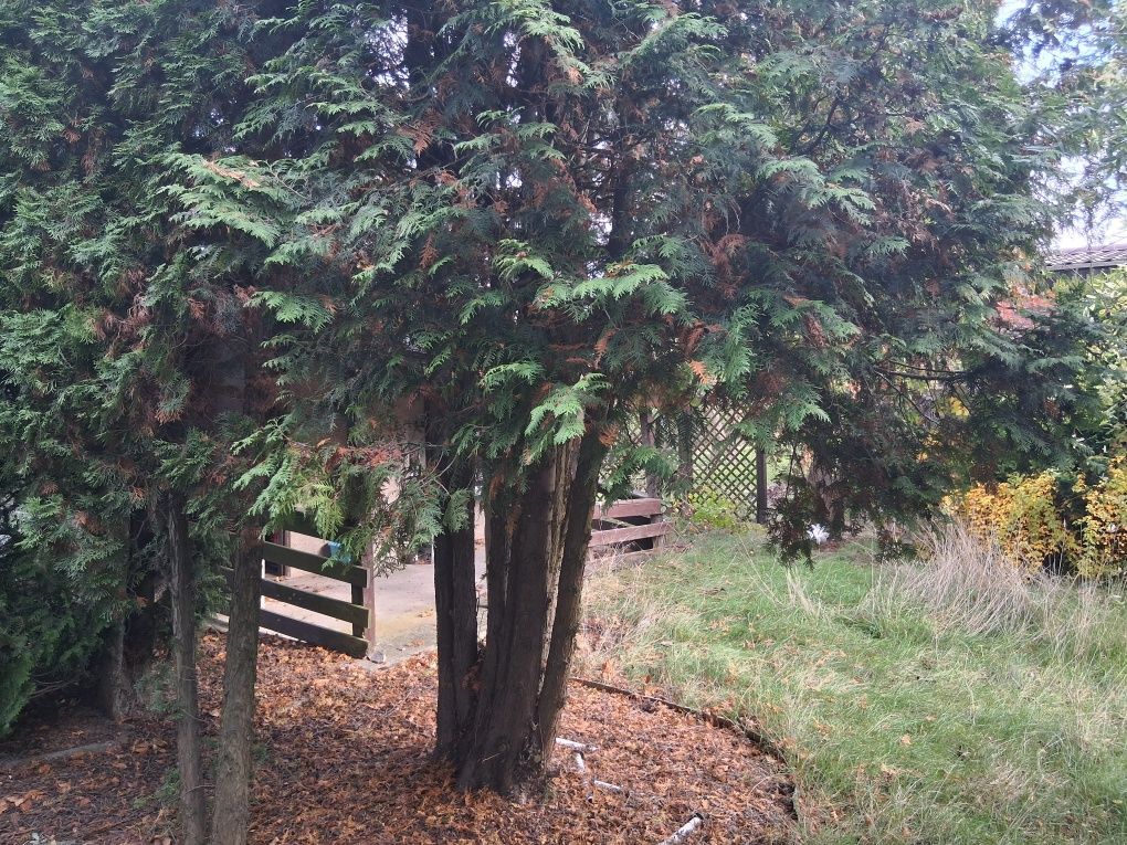 Działka rod Kalisz. Zdjęcie 7