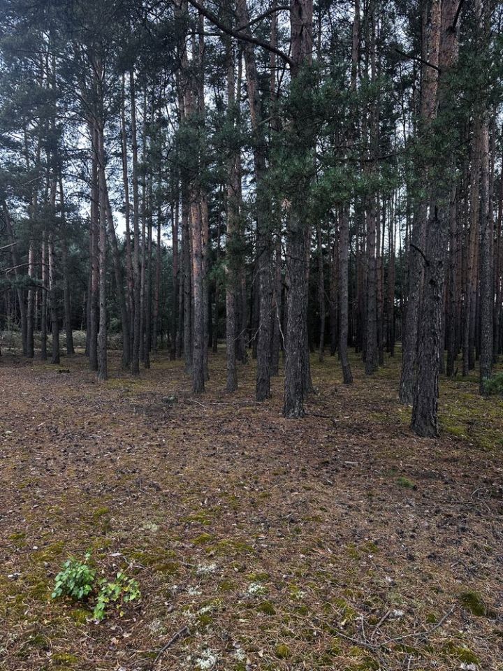Działka budowlana Pszczółki. Zdjęcie 2