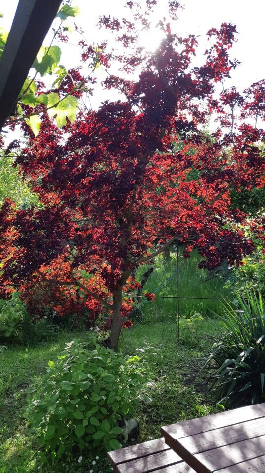 Działka rod Zielona Góra Centrum, ul. Andrzeja Struga. Zdjęcie 3