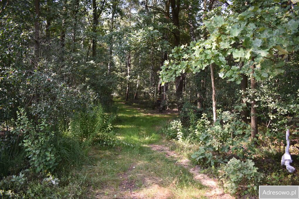 Działka leśna Stary Żabieniec. Zdjęcie 6