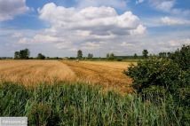 Działka rolna Dziedzice. Zdjęcie 4