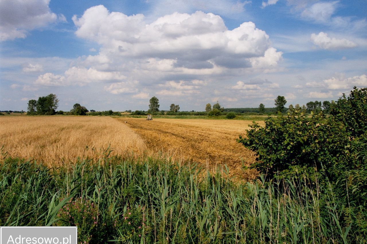 Działka rolna Dziedzice. Zdjęcie 5