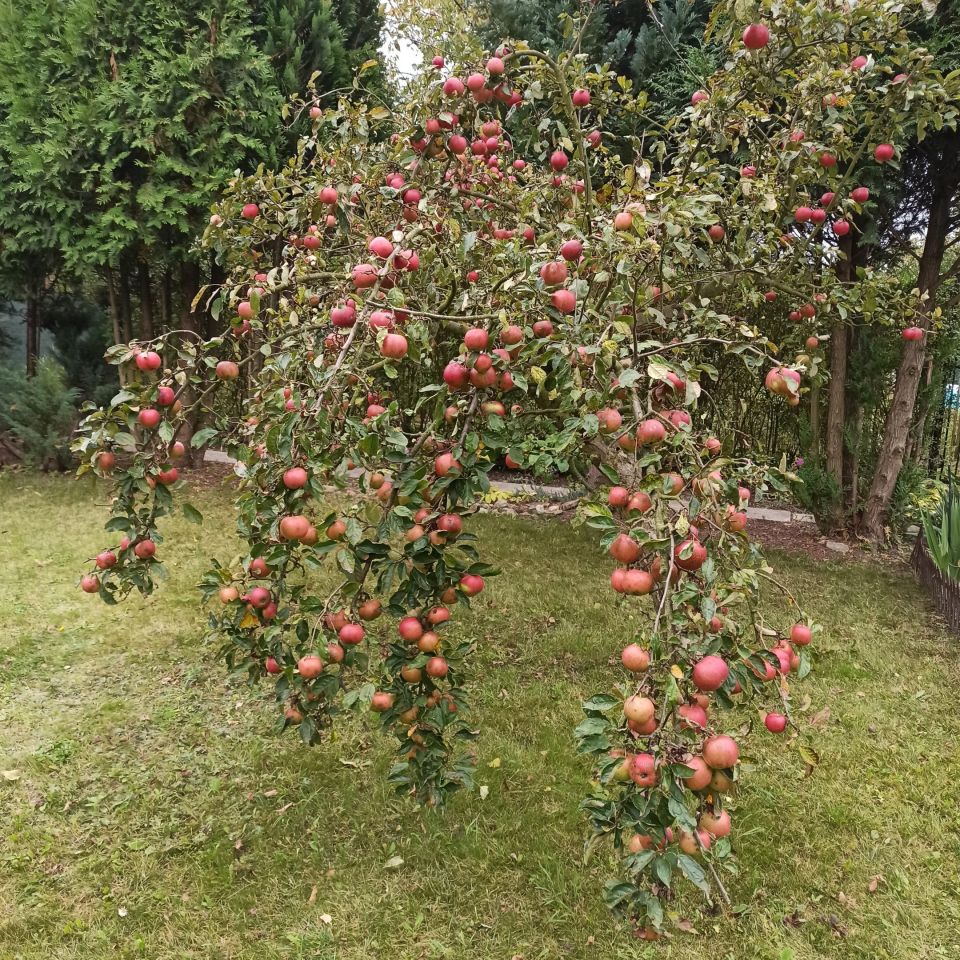Działka rod Gliwice Sikornik, ul. Rybnicka. Zdjęcie 8