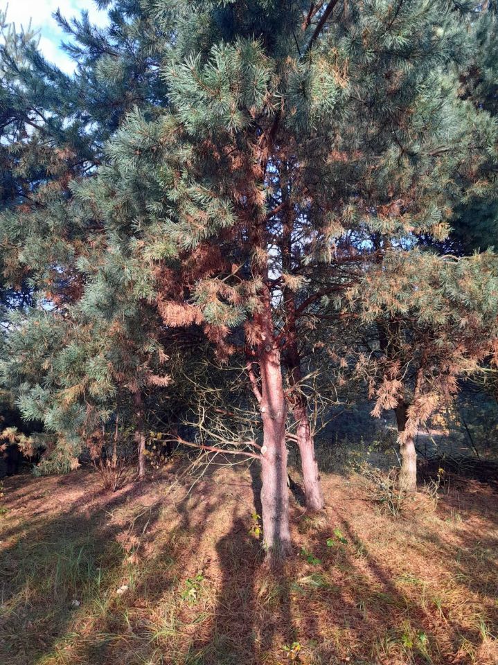 Działka rolna Zalesie. Zdjęcie 3