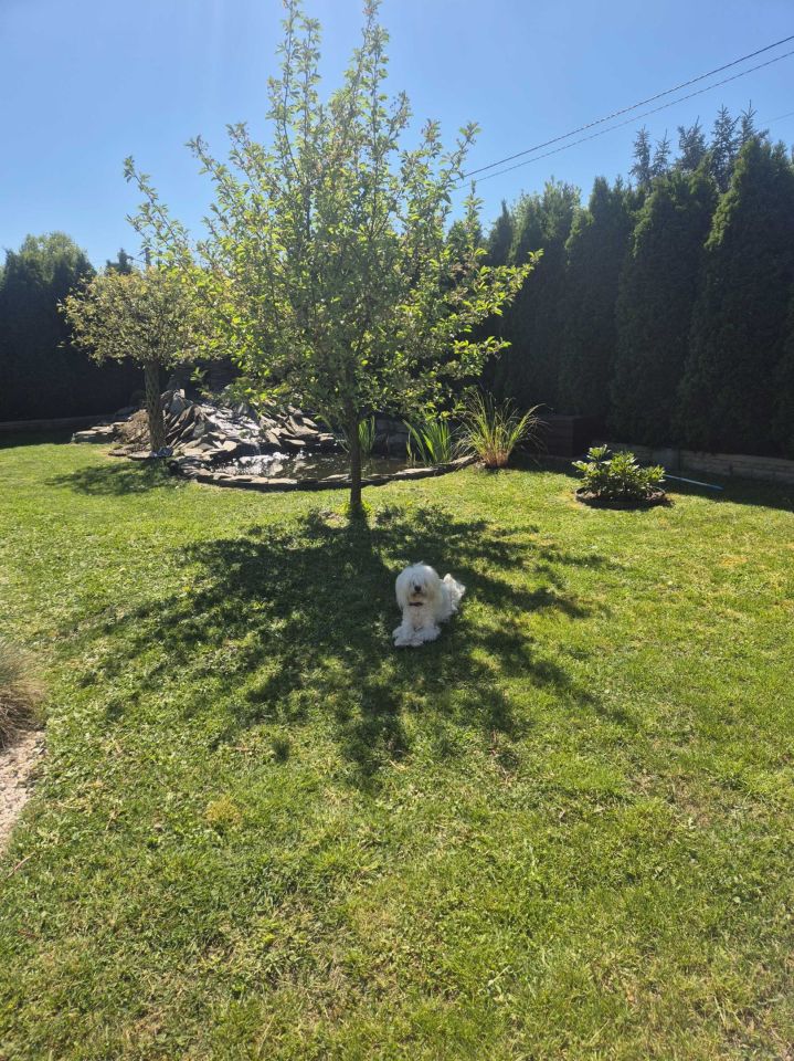 Działka rod Pabianice. Zdjęcie 7