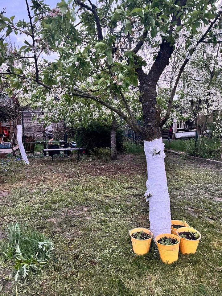 Działka rod Wrocław Osobowice. Zdjęcie 6