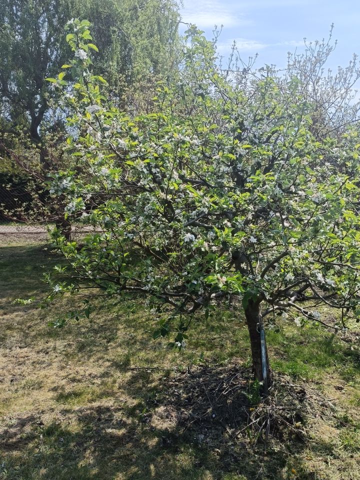 Działka rod Warszawa Paluch, ul. Ogrodników. Zdjęcie 11