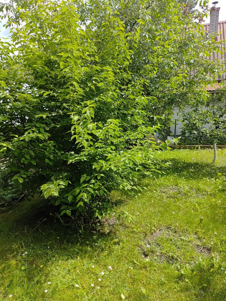 Działka rod Olsztyn Gutkowo, ul. Wiśniowa. Zdjęcie 2
