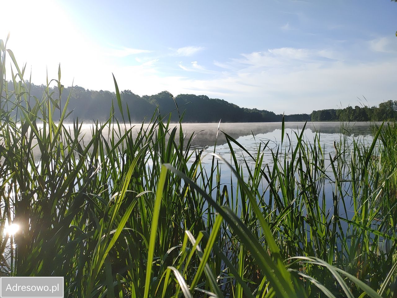 Działka leśna Sąpolno. Zdjęcie 4
