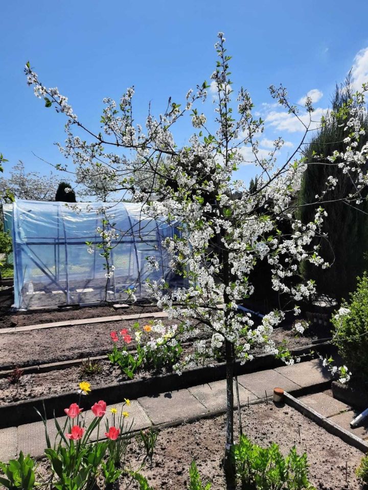 Działka rod Poręba, ul. Fryderyka Chopina. Zdjęcie 7