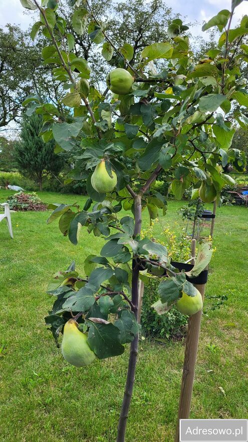 Działka rod Płouszowice. Zdjęcie 7