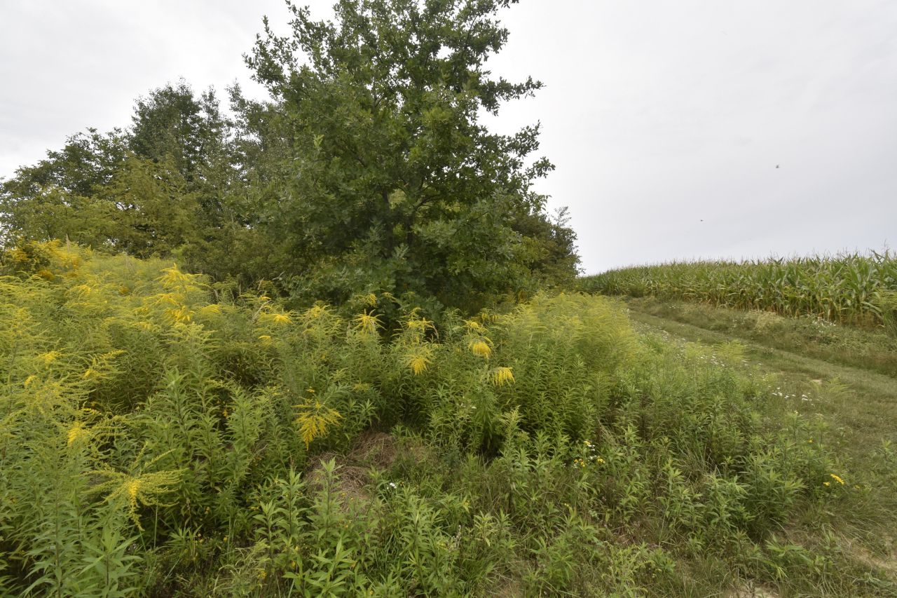 Działka budowlana Szerokie. Zdjęcie 6