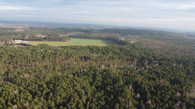 Działka budowlana Zalesie Borowe. Zdjęcie 13