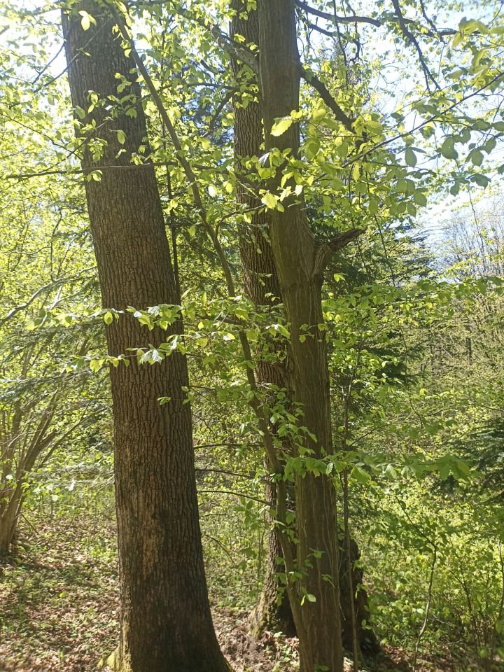 Działka leśna Karwodrza. Zdjęcie 6